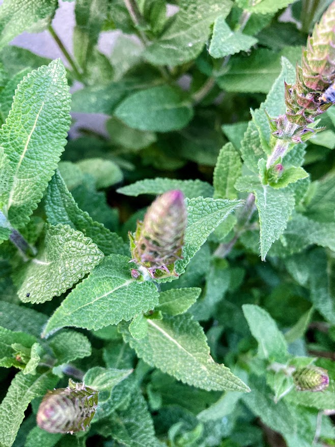 Zin om meer uit je tuin te halen en te genieten van de natuur?